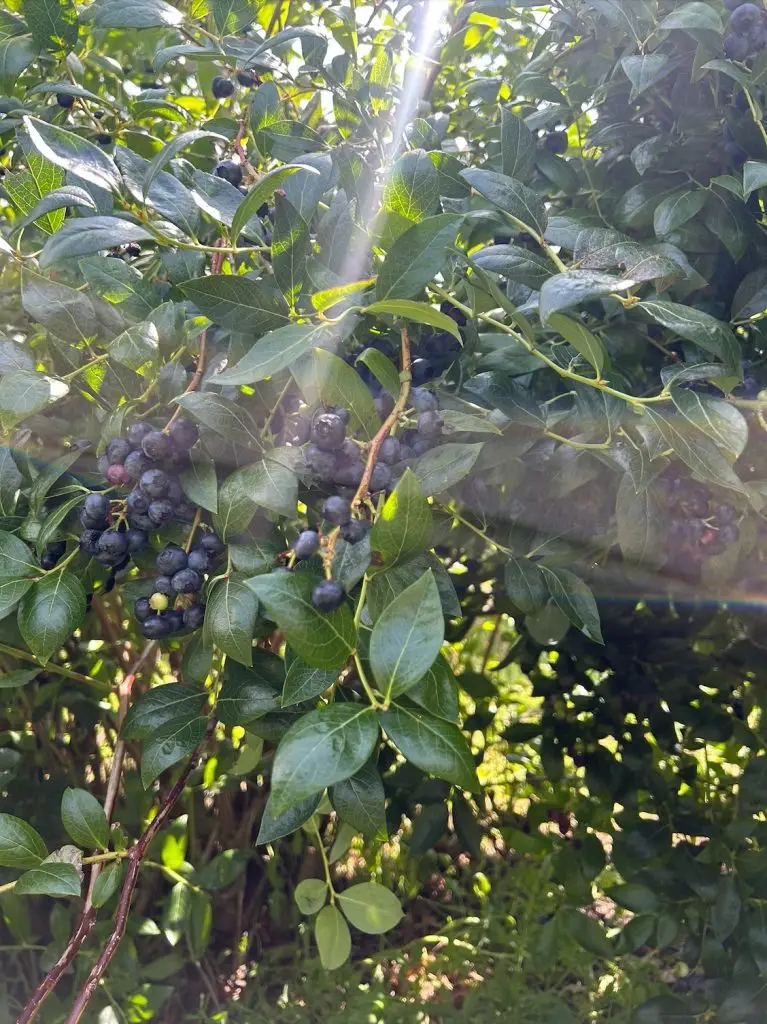 Blueberry orchards nz