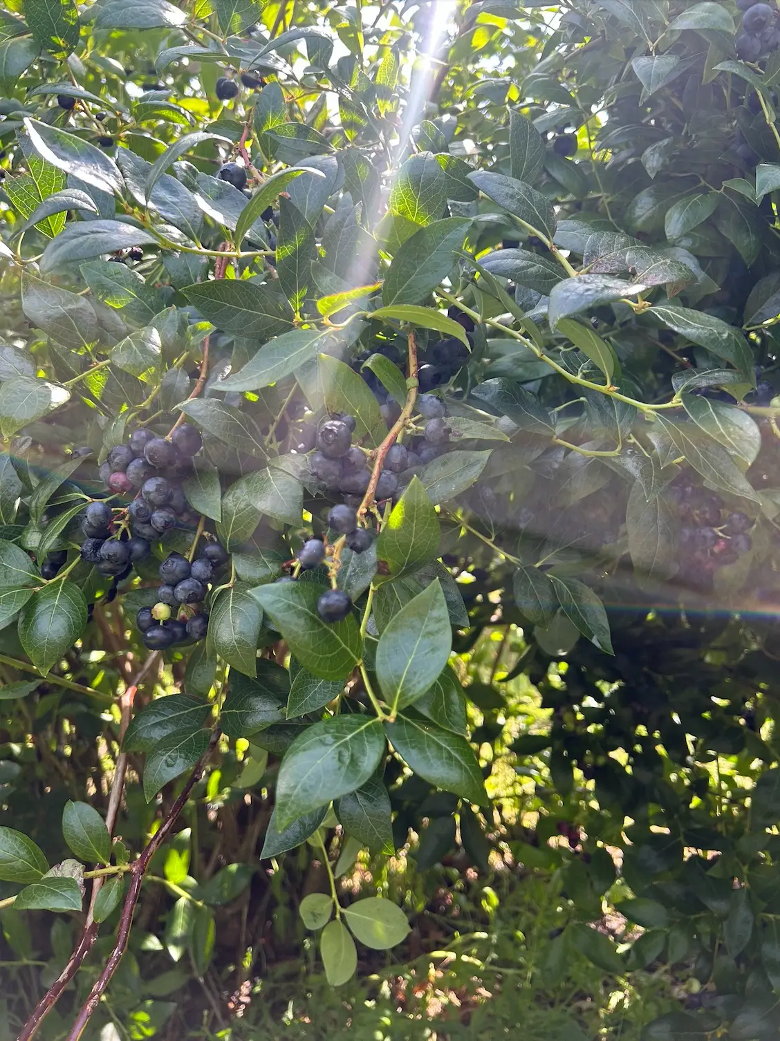 Blueberry orchards nz