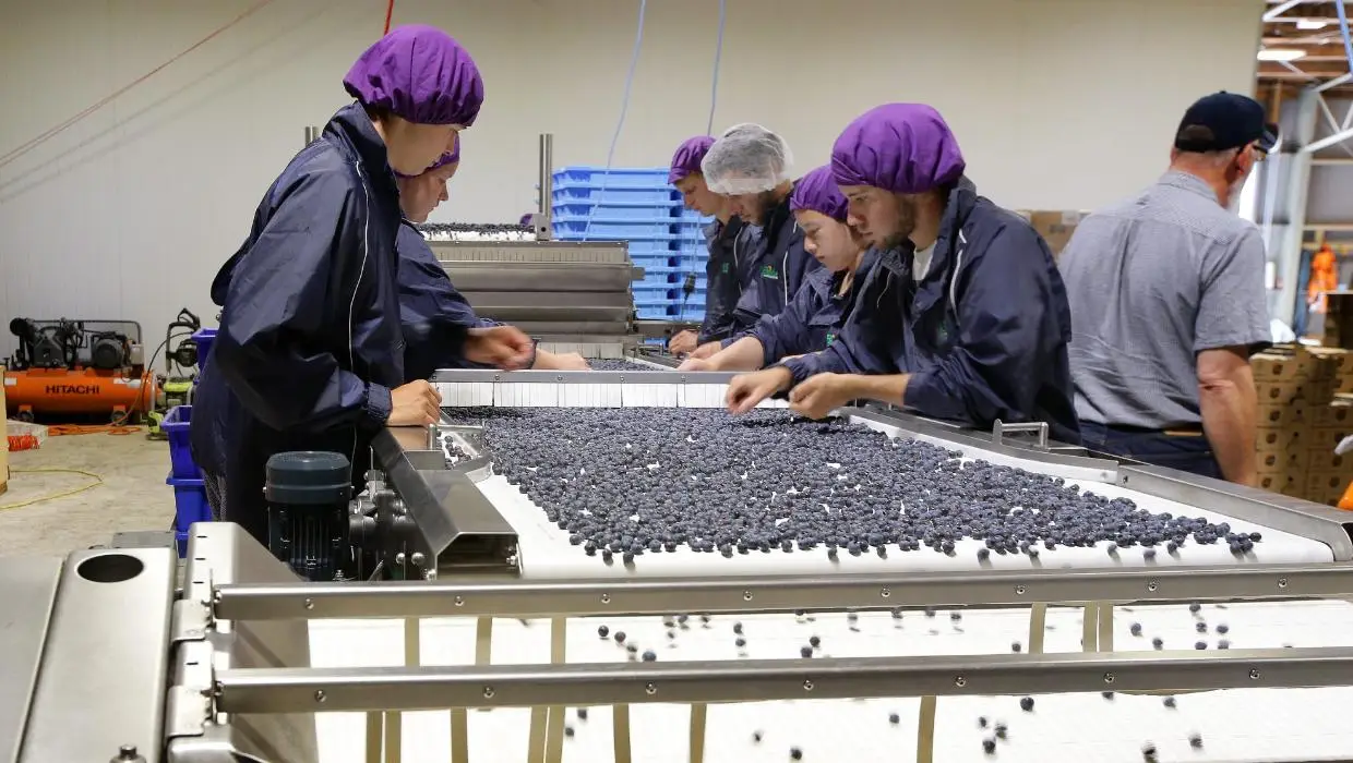blueberry farm visits and group tours