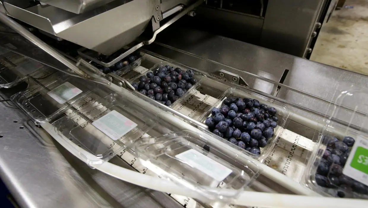 visit blueberry farm nz