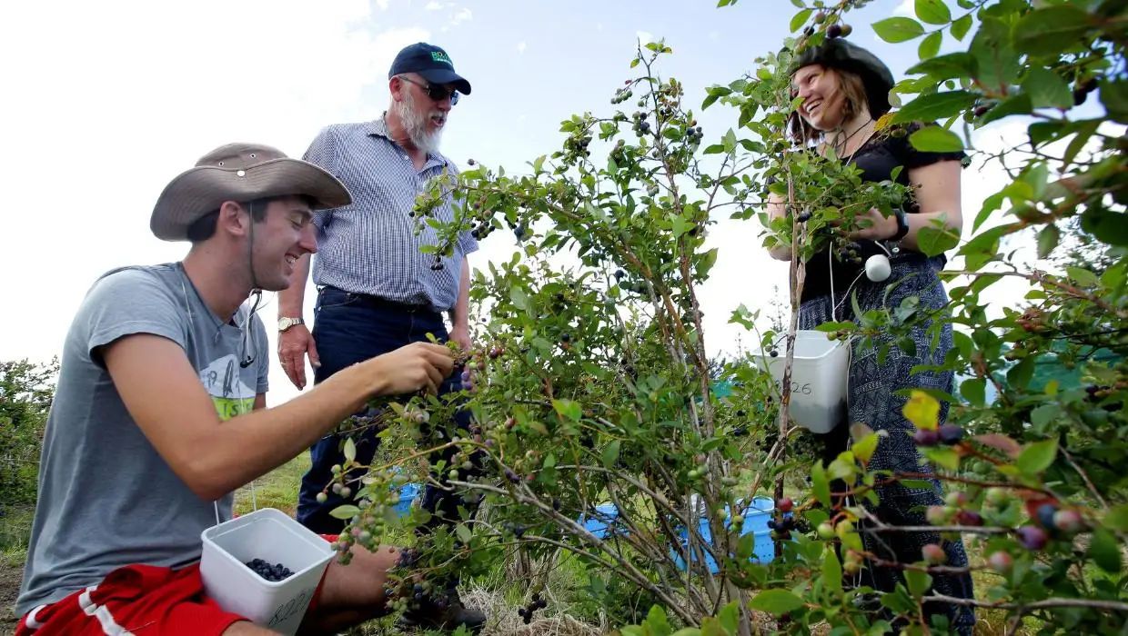 blueberry farm visits