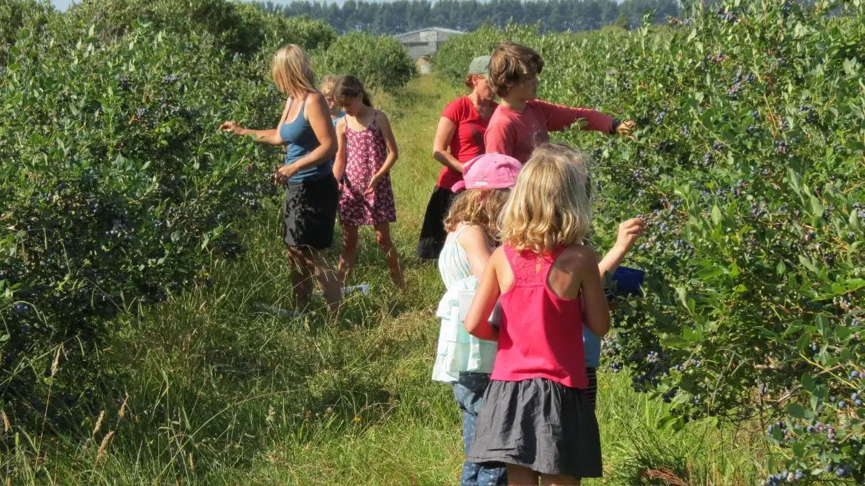 pick your own blueberries