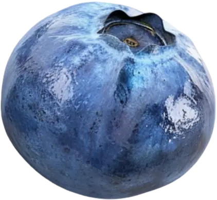 wholesale blueberries