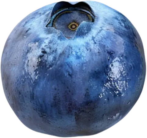 wholesale blueberry suppliers nz